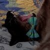 catfanatic98